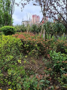 城市中繁茂的绿植景观