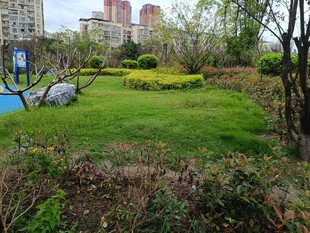 城市中的绿意盎然景观