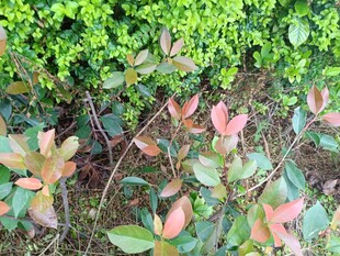 多彩叶片的绿植景观