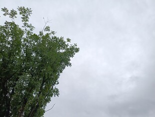 天空下的葱郁绿树