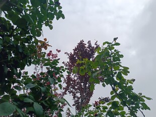 雨中绽放的繁茂花枝