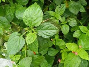 绿叶繁茂的植物景象