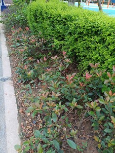 路边多彩植物景观