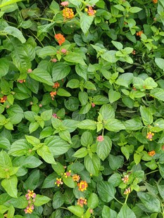 绿叶间的橙色小花