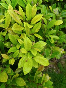 翠绿繁茂的植物叶片