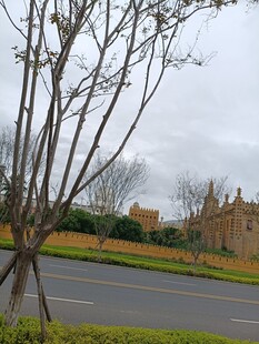 道路旁的树木与远处建筑