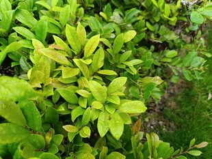 翠绿生机盎然的植物丛