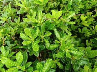 翠绿繁茂的灌木丛