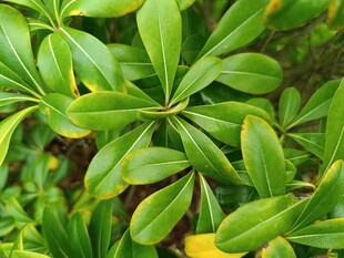 翠绿繁茂的掌状叶片植物