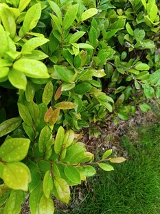 翠绿繁茂的户外绿植景观