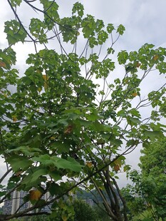 绿叶繁茂的树枝