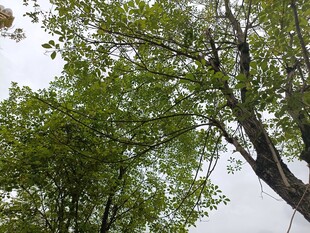 仰视葱郁树木枝叶繁茂