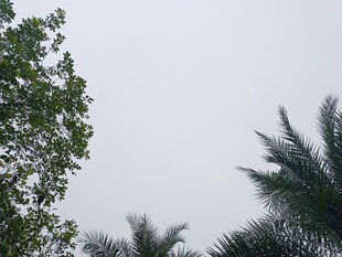 树梢之上的天空景象