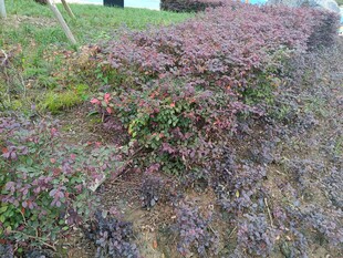 紫色地被植物景观