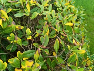 绿叶黄花的蓬勃植物