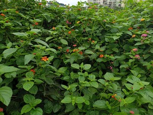 绿叶丛中点缀红色小花