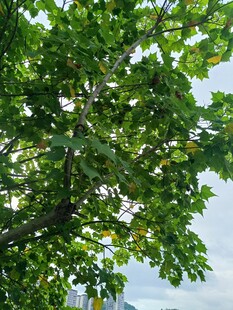 绿叶繁茂的树冠