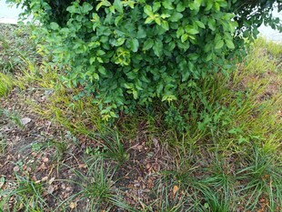 绿叶繁茂的地面植物