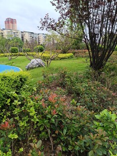 城市中的绿意盎然景观