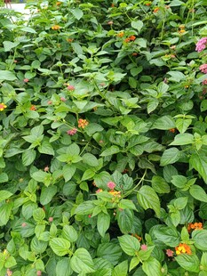 绿叶丛中点缀多彩小花