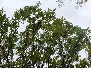 枝叶繁茂的绿树景观