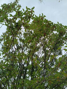 枝叶繁茂的绿树