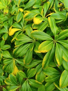 翠绿叶片间的黄色点缀