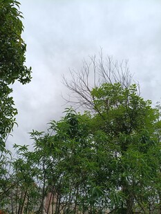 户外绿树与天空景观