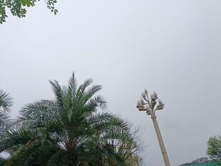 户外棕榈树与路灯景观