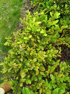 翠绿灌木丛生机勃勃