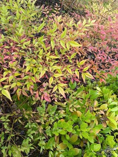 多彩斑斓的植物景观