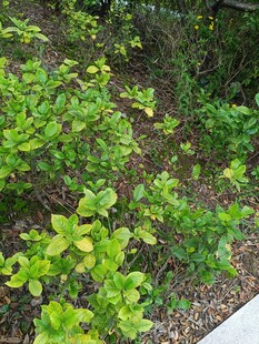 绿叶繁茂的地面植物景观