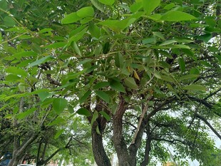 绿叶繁茂的树木