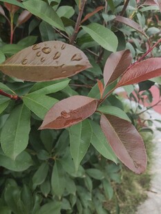 带水珠的红绿相间树叶