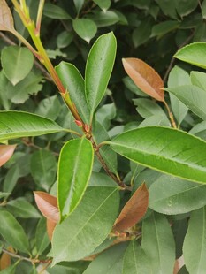 嫩绿新叶的植物特写