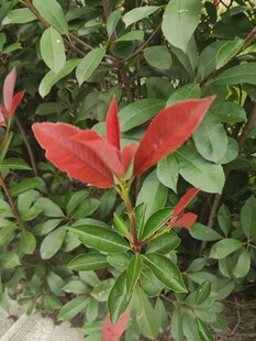 红绿叶植物特写