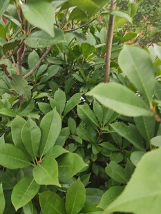 绿叶繁茂的植物景观