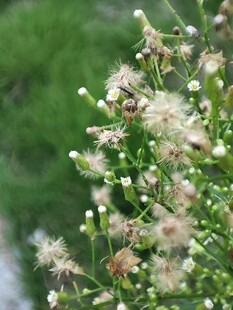 白色小花植物特写