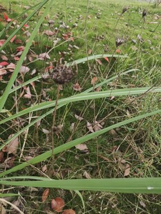 草地中的绿植与红叶