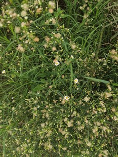 草丛中的白色小花