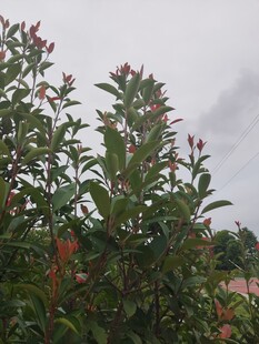 绿叶繁茂的植物景观