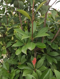 绿叶丛中一抹红