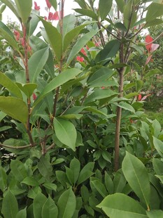 绿叶红花的繁茂植物景观