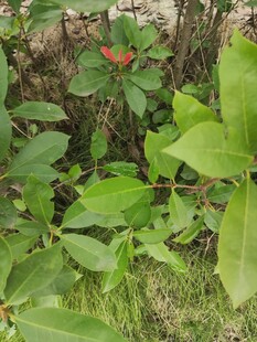 绿叶丛中的鲜艳花朵