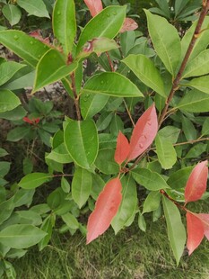 红叶绿叶相间的植物景观