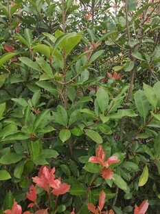 绿叶丛中绽放的娇艳红花