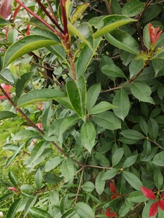 绿叶红花的繁茂植物景观