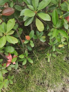 绿叶丛中绽放的娇艳花朵