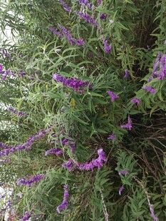 紫色繁茂花丛特写