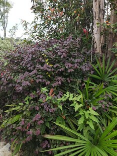 多彩植物装点的自然角落